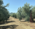 ea_IMG_8566_385176347