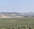 ea_IMG_8585